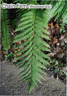 Chain Fern (Woodwardia)